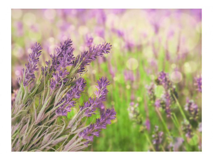 Lavender gardens
