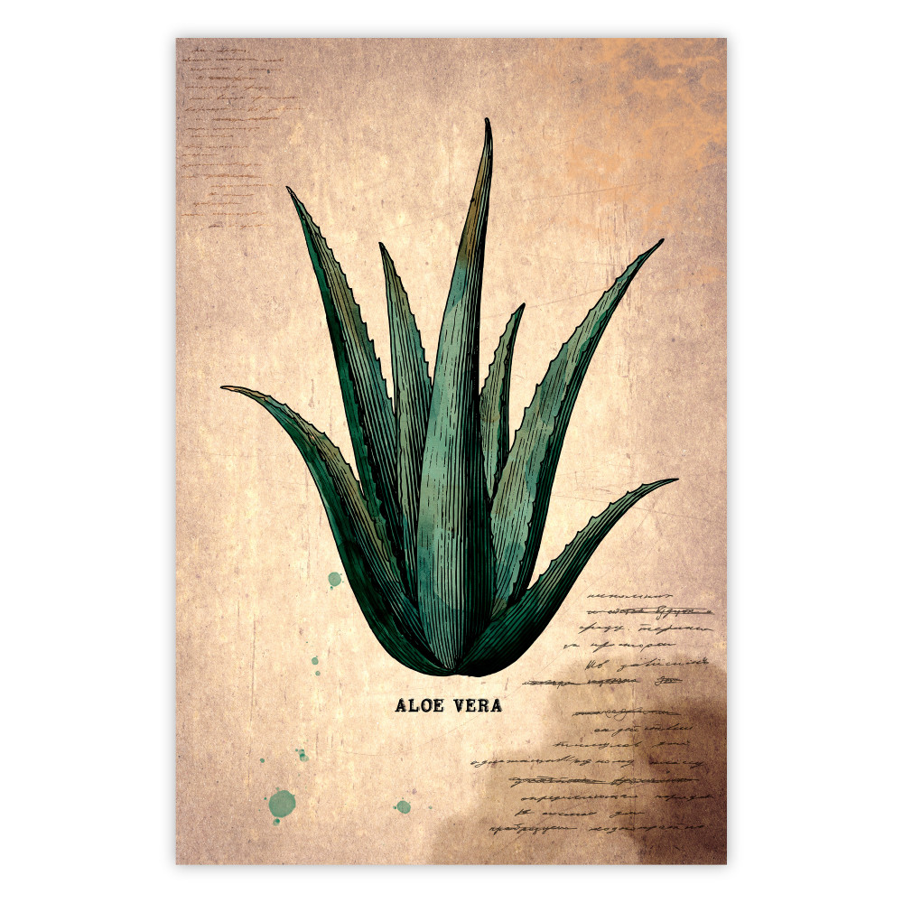 herbs poster