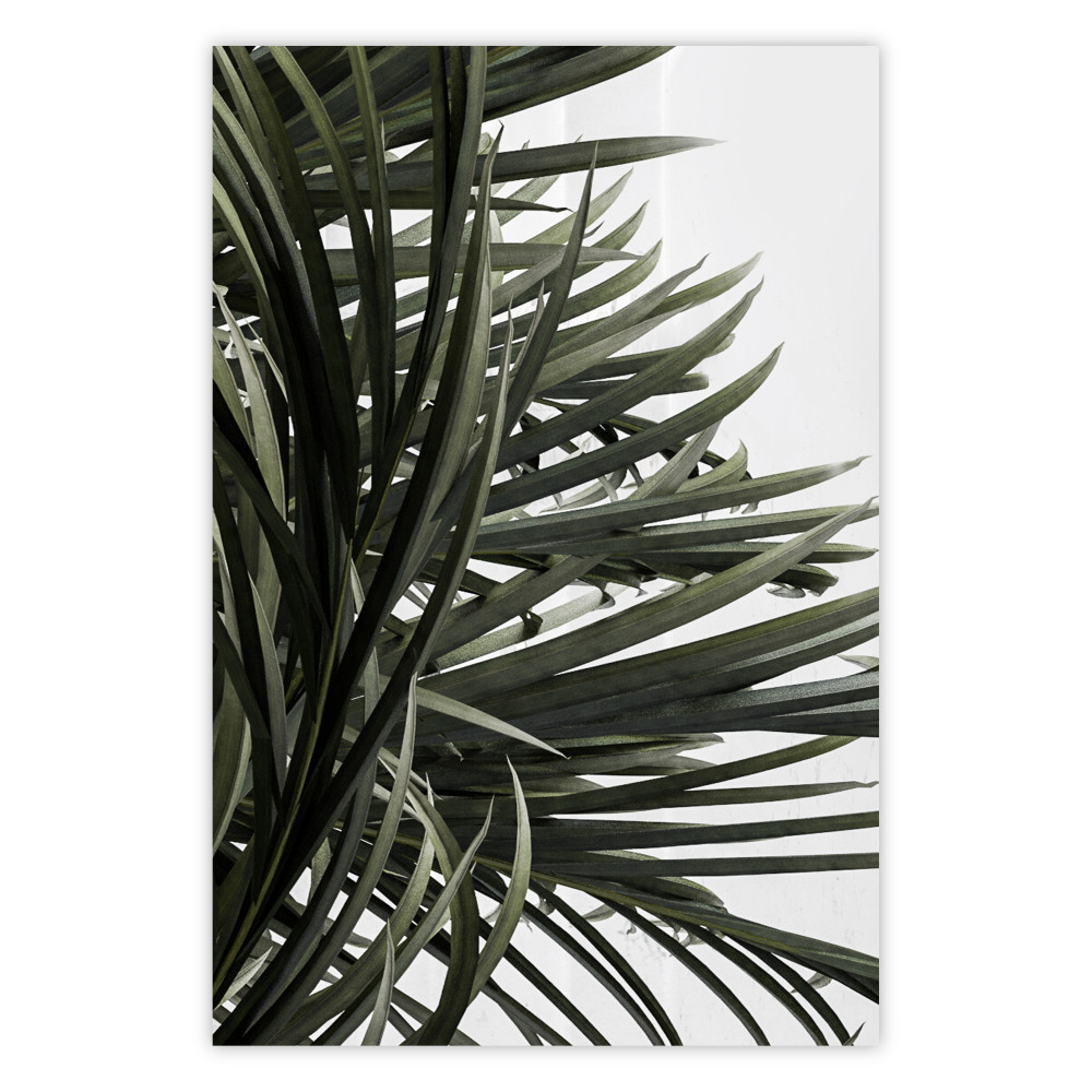 poster palm leaves